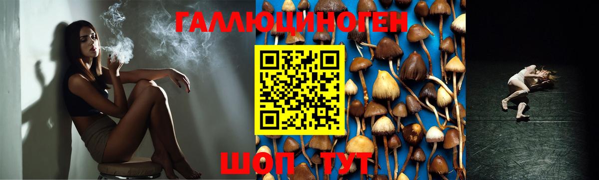 Псилоцибиновые грибы Psilocybine cubensis Каменка